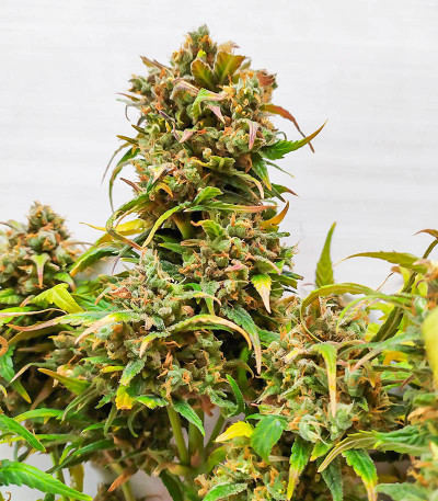 Семена сорта Original Glue Auto fem (Nirvana Seeds)