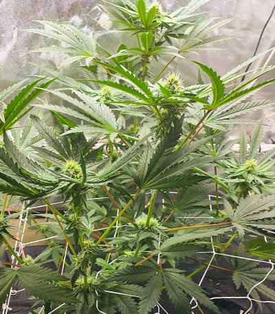 Семена сорта Runtz Fast Flowering fem (Humboldt Seed Organization)