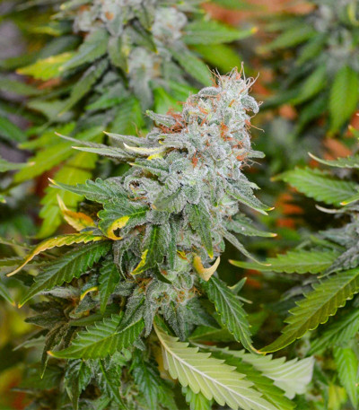 Семена сорта Chronic Thunder fem