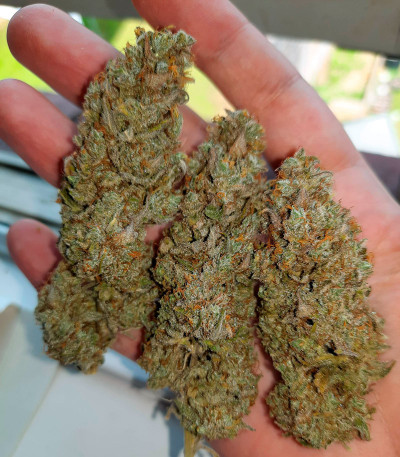 Семена сорта Gelato 242 fem