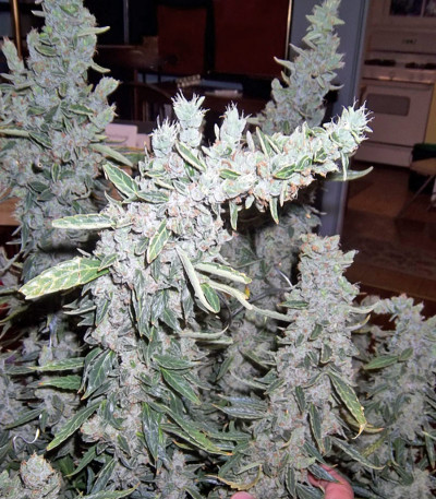 Семена сорта Thai Fantasy fem (Kannabia Seed Company)