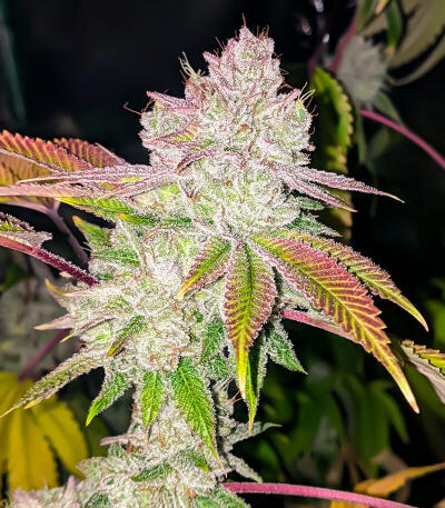 Семена сорта Ultimate Afghan Auto fem (Семяныч)