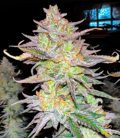 Семена сорта Ultimate Afghan Auto fem (Семяныч)