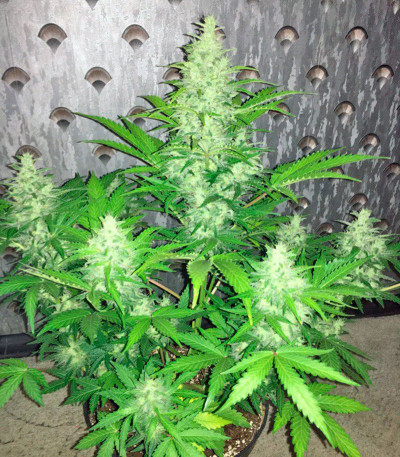 Семена сорта Kalashnikova Auto fem