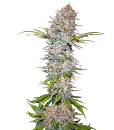 Семена сорта Jock Horror Automatic fem (Nirvana Seeds)