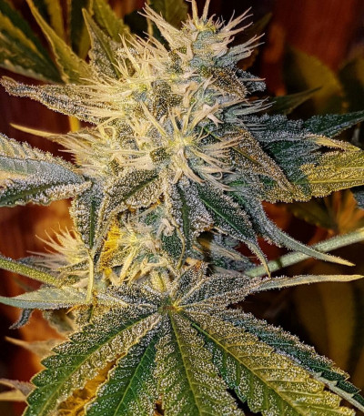 Семена сорта CBD Kong's Kush fem (Sumo Seeds)