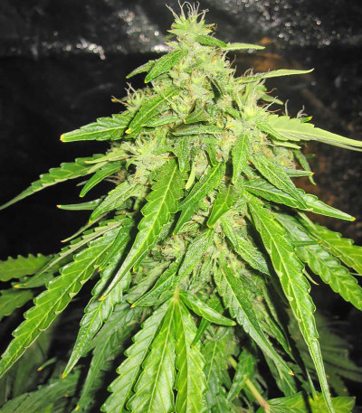 Семена сорта Devotchka Auto fem (Doctor’s Choice)