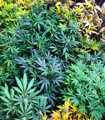 Семена сорта Glue Kripple fem (Dr. Krippling Seeds)