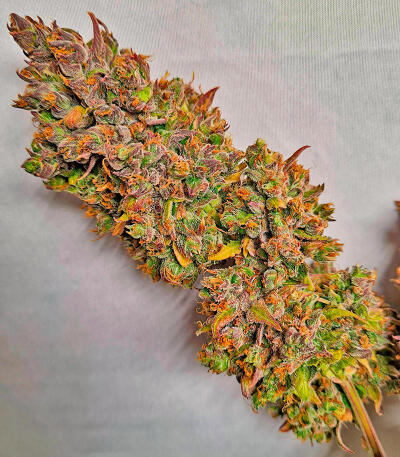 Семена сорта Keep Frosted Guava Autoflower fem (Seedkeepers)