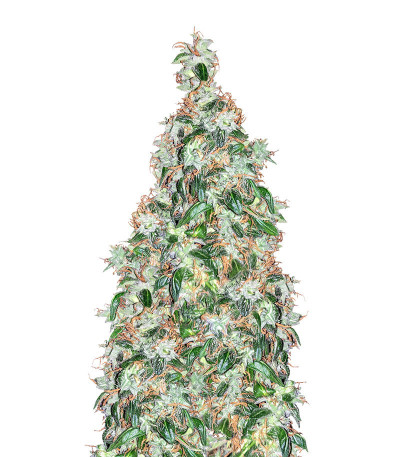 Семена сорта LSD Auto fem (Barney's Farm)