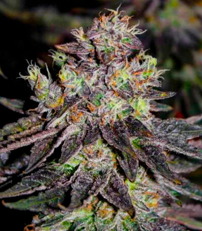 Семена сорта Mandarin Cookies fem (7CH American)