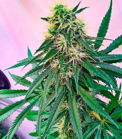 Семена сорта Ninja Zkittles fem (Dr. Krippling Seeds)