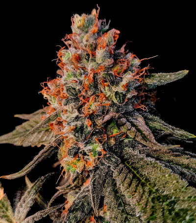 Семена сорта Ultimate Amnesia Haze Auto fem (Семяныч)