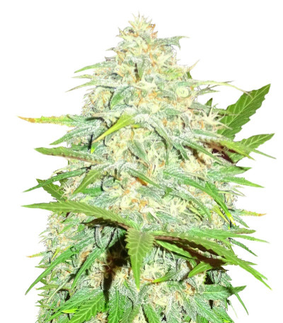 Семена сорта Cali Gangsta Kush fem (Sumo Seeds)