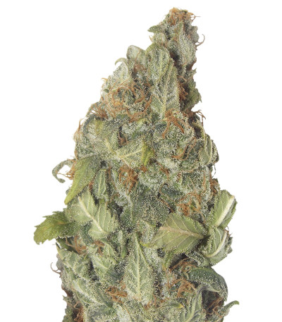 Семена сорта Vision Critical Auto Fem (Vision Seeds)