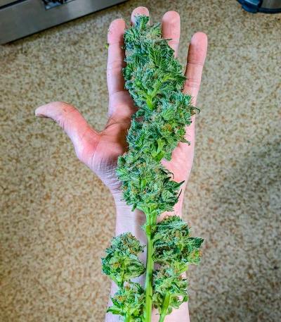 Семена сорта Bruce Banner Fast Version fem (Семяныч)