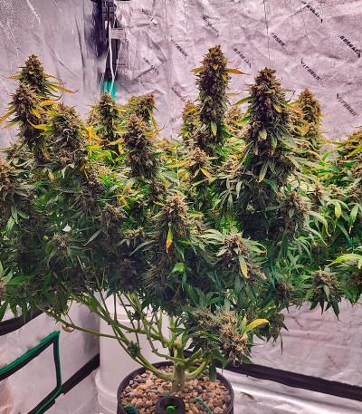 Семена сорта Grandmommy Purple Auto fem (Herbies Seeds)