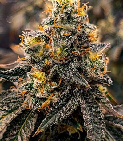 Семена сорта Mandarin Cookies fem (7CH American)