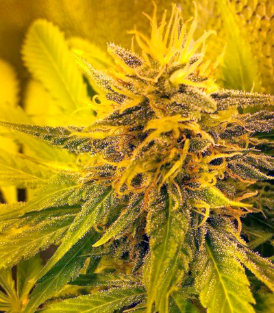 Семена сорта New York 47 fem (World of Seeds)