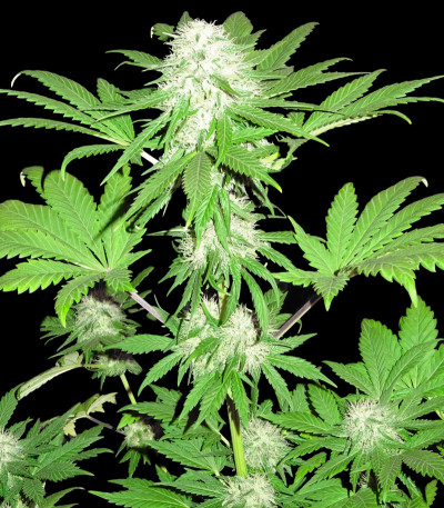 Семена сорта Sumo's OG Kush fem (Sumo Seeds)