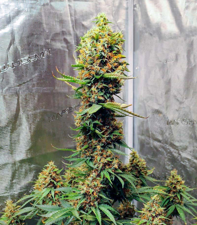 Семена сорта Tropicana Cookies Auto fem (Cali Buds Seeds)