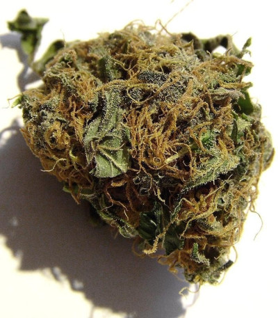 Семена сорта The Doctor fem (Green House Seeds)