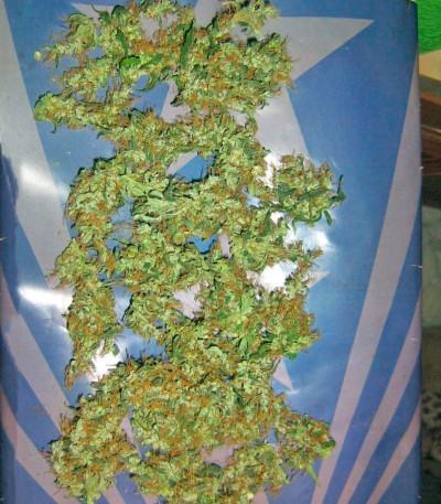 Семена сорта Lemon Skunk fem (Green House Seeds)