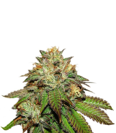 Семена Bubba Kush шишки