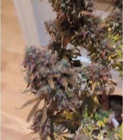 Семена сорта Kosher Cake Auto fem (FastBuds)