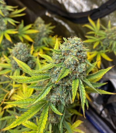 Семена сорта Auto Colorado Cookies fem (Dutch Passion)