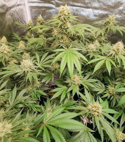 Семена сорта Glue Sherbert fem (AlphaFem Seeds)