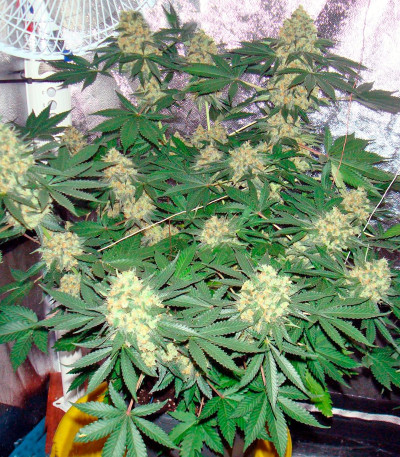 Семена сорта Mazar reg (Dutch Passion)