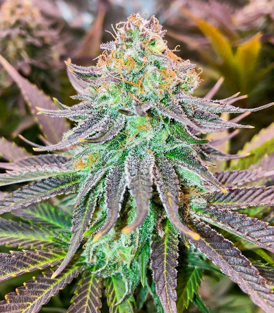 Семена сорта Punch Cookies fem (AlphaFem Seeds)