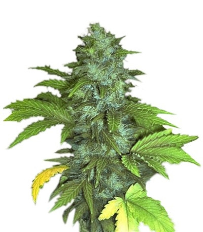 Семена сорта Lowryder #1 auto fem (Joint Doctor)