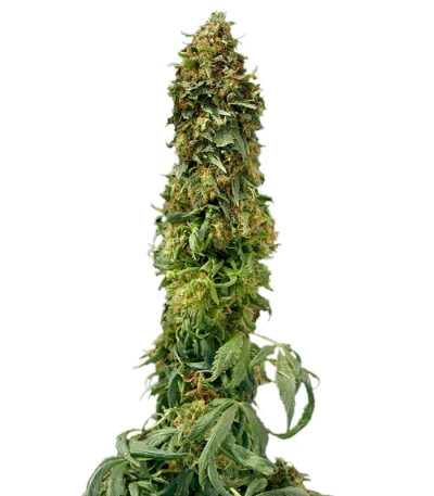 Семена сорта Sweet Tooth Auto fem (Barney's Farm)