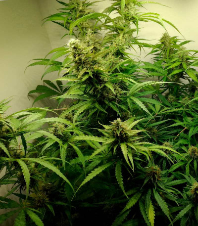 Семена сорта AK-77V fem (Victory Seeds)