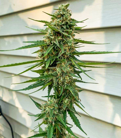 Семена сорта Auto Chocodope fem (Victory Seeds)