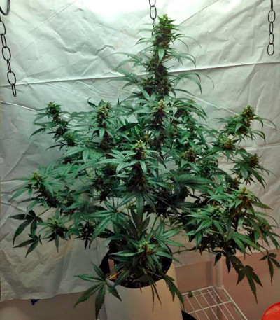 Сорт марихуаны Blue Amnesia XXL Autoflowering