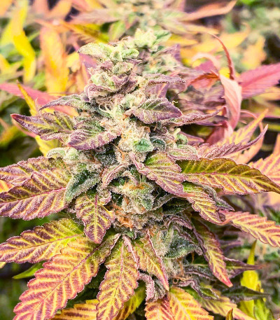 Семена сорта Chem Cookies fem (AlphaFem Seeds)