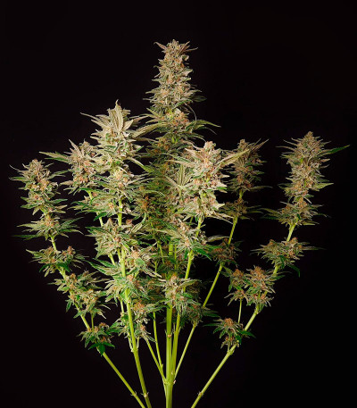 Семена сорта DDoS #33 fem (Herbies Seeds)