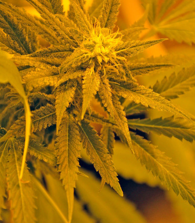 Семена сорта Diamond Girl fem