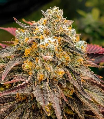 Семена сорта Lemon Cherry Runtz fem (FastBuds)