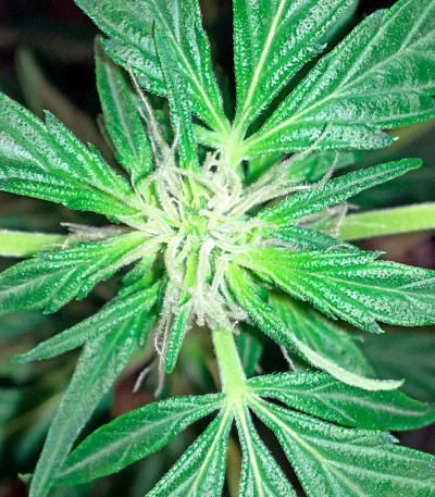 Семена сорта Moby Dick Autoflowering fem (Dinafem Seeds)