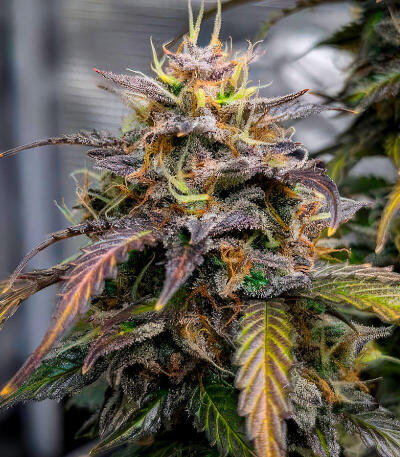 Семена сорта Ultimate Amnesia Haze Auto fem (Семяныч)