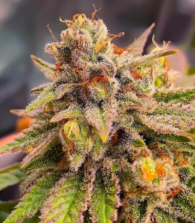 Семена сорта Ultimate Lemon Haze Auto fem (Семяныч)