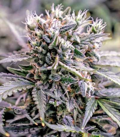 Семена сорта Lemon Pie Auto fem (FastBuds)