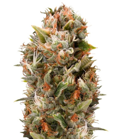 Семена сорта Chemdawg reg (Humboldt Seeds)