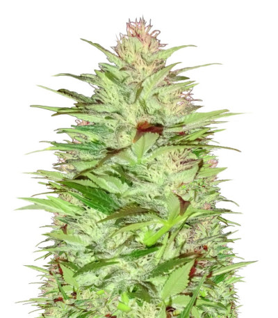 Семена сорта Critical Chronic fem (Sumo Seeds)