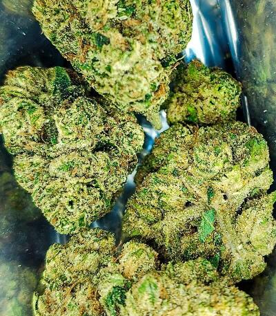 Семена сорта Gator Breath fem (7CH American)