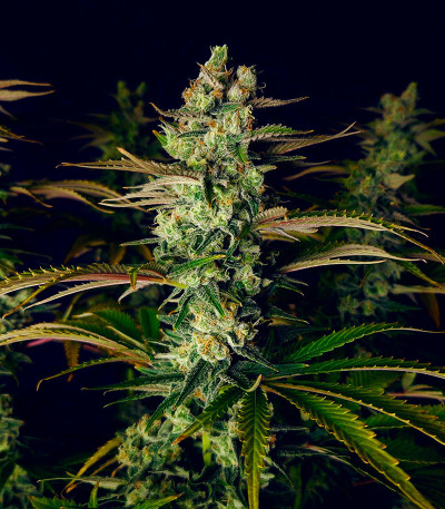 Семена сорта Godzilla Original Glue GG#4 fem (Herbies Seeds)